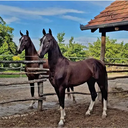 Sobe - Palasthy דירה