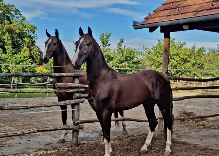 Sobe - Palasthy Apartmán